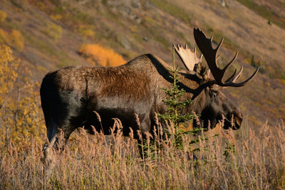 Moose Hunting Alaska – Tips & Gear