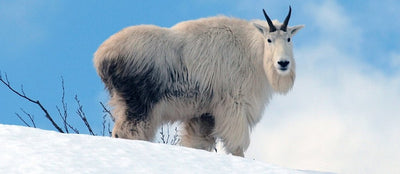 Kodiak Mountain Goat Hunting In Alaska