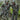 Mossy Oak Greenleaf