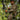 Mossy Oak Bottomland