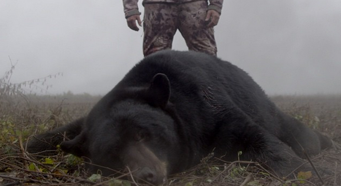 Bear Hunting Tips from NOMAD
