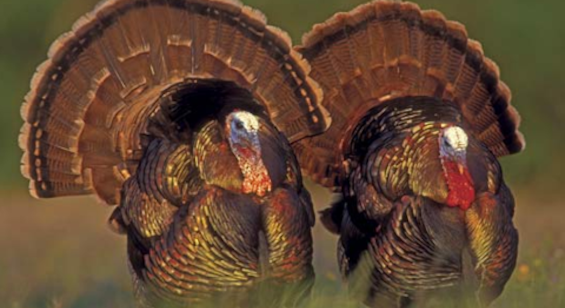 Turkey Hunting 101: How to Harvest Your Own Turkey This Season