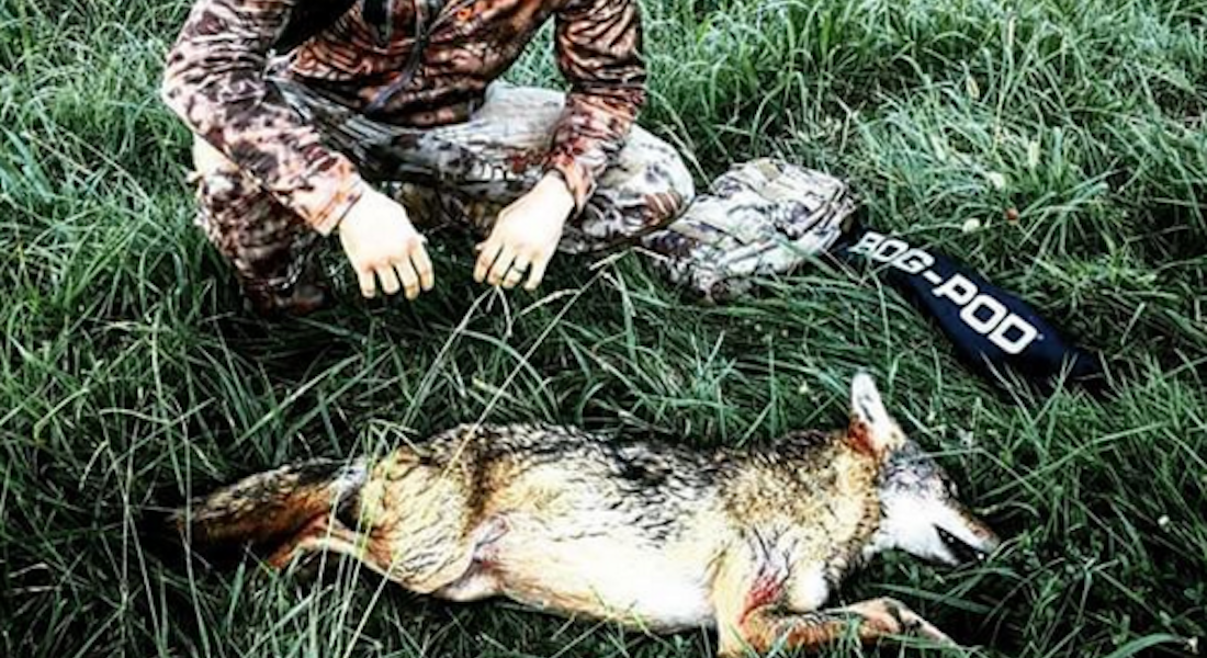 Coyote Hunting 101: Tips, Tricks, and Information from NOMAD