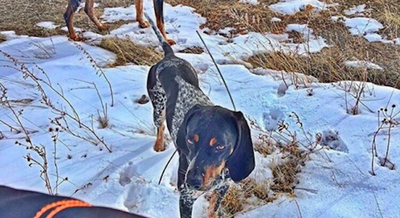Best Hunting Dogs for Upland Game Birds