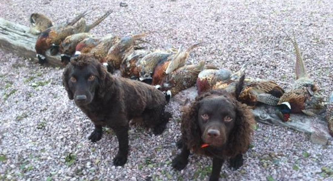 Training a Dog for Duck Hunting