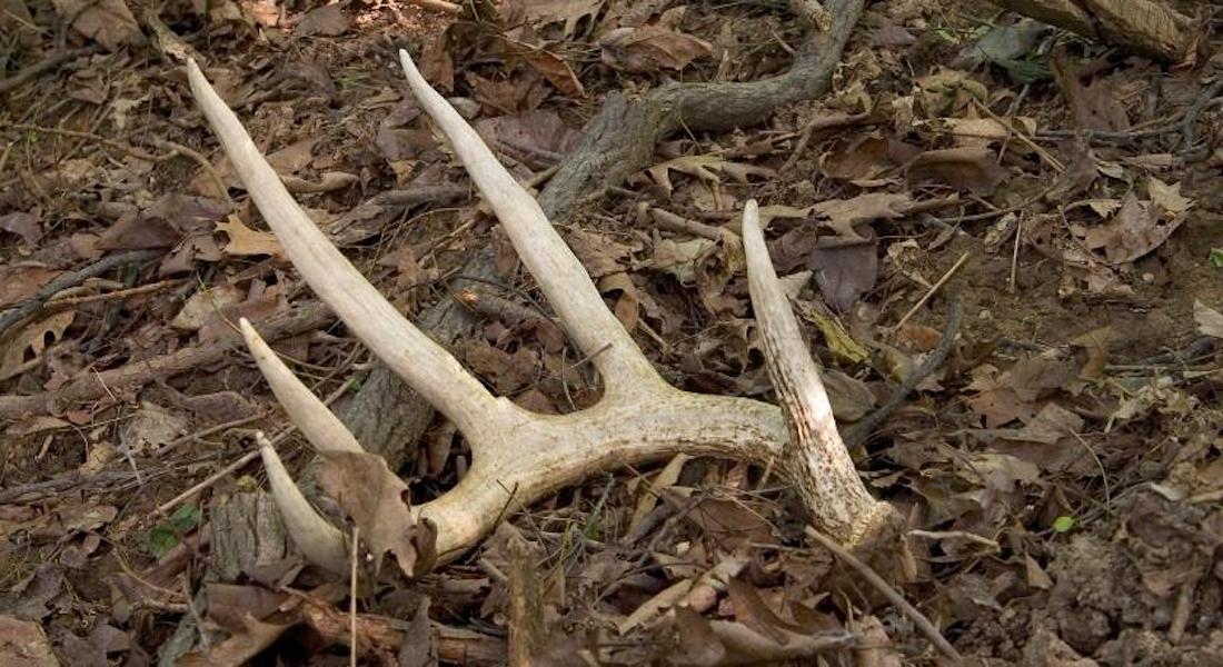 Antler Shed Hunting Tips, Apparel & Gear