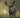The Biggest Whitetail Buck Ever Killed