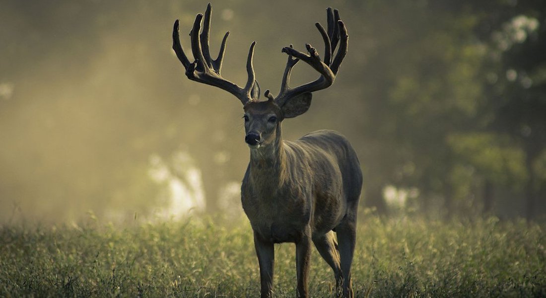 The Biggest Whitetail Buck Ever Killed